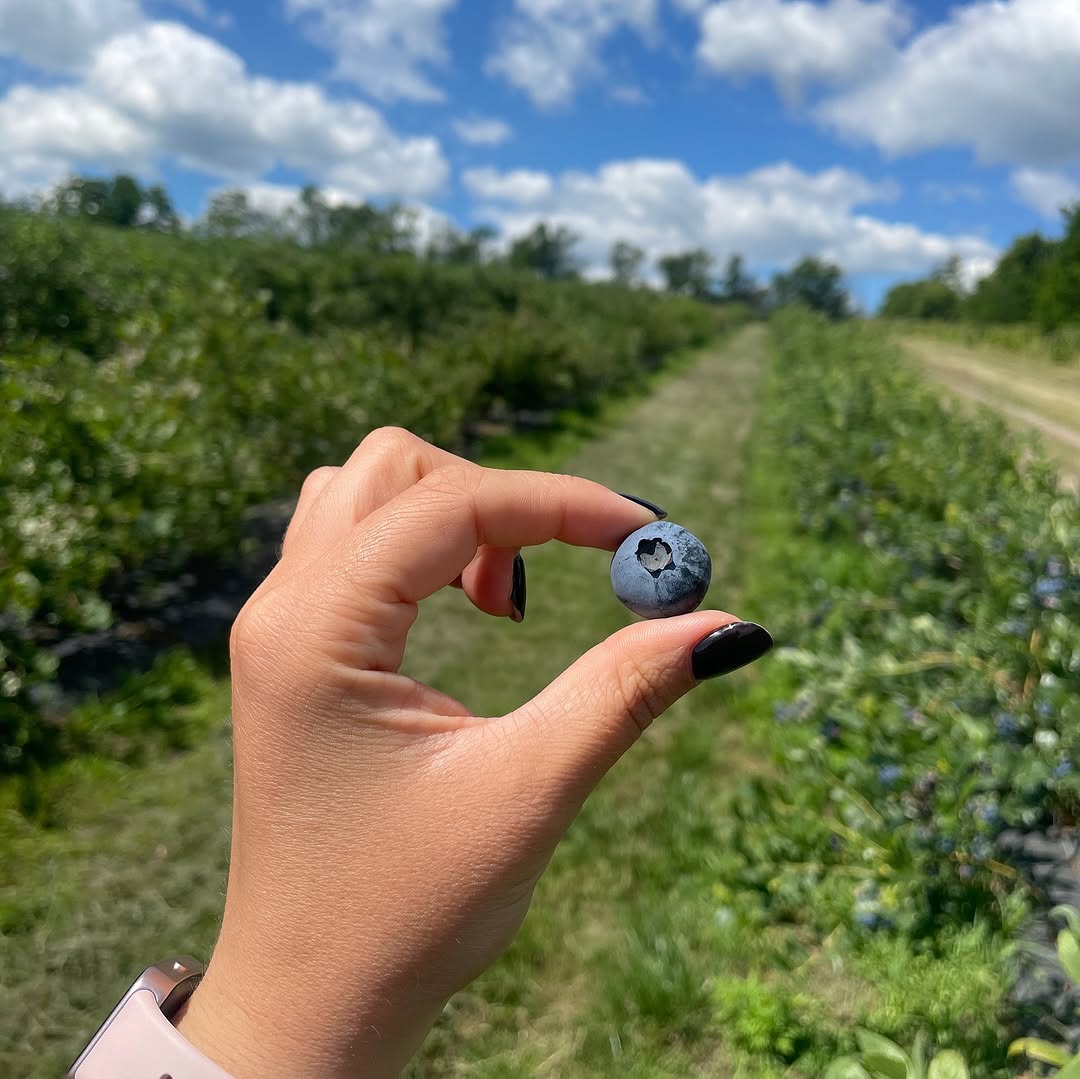 صادرات بلوبری