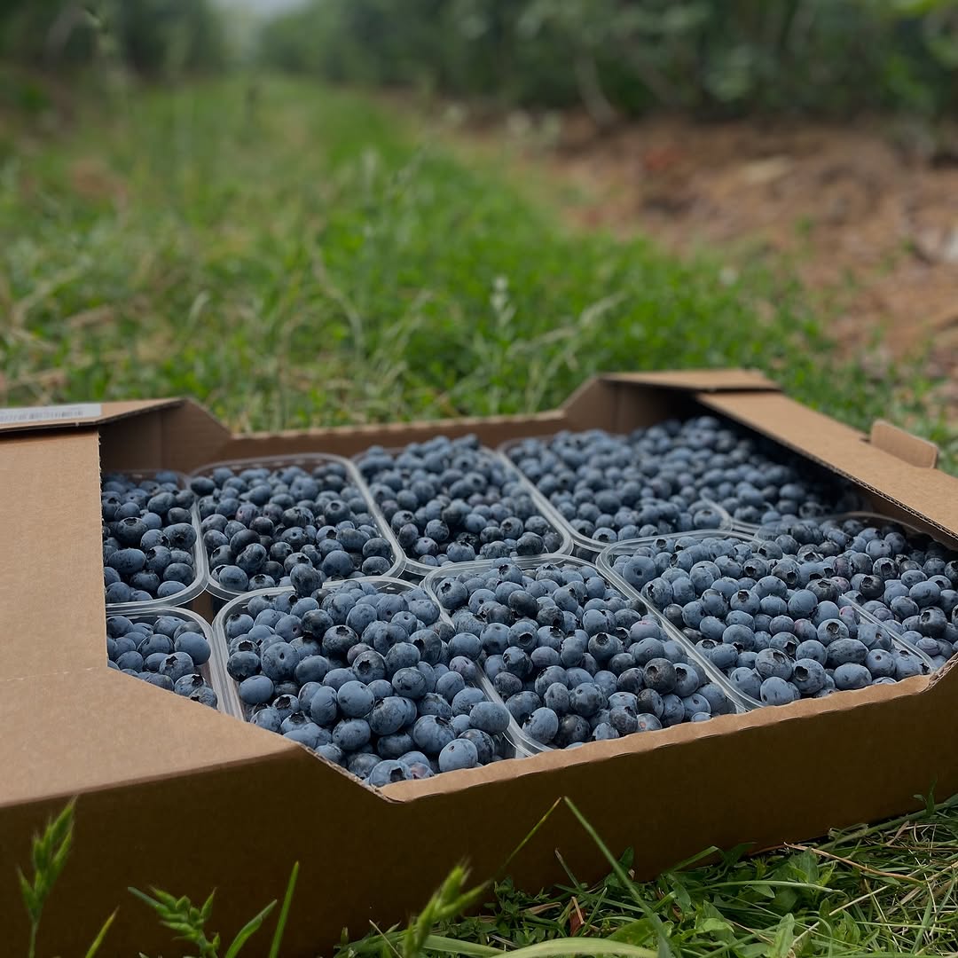 خرید عمده بلوبری