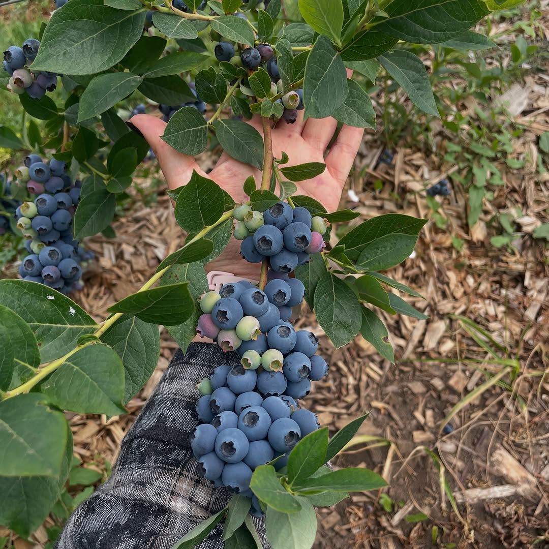 فروش بلوبری ریز