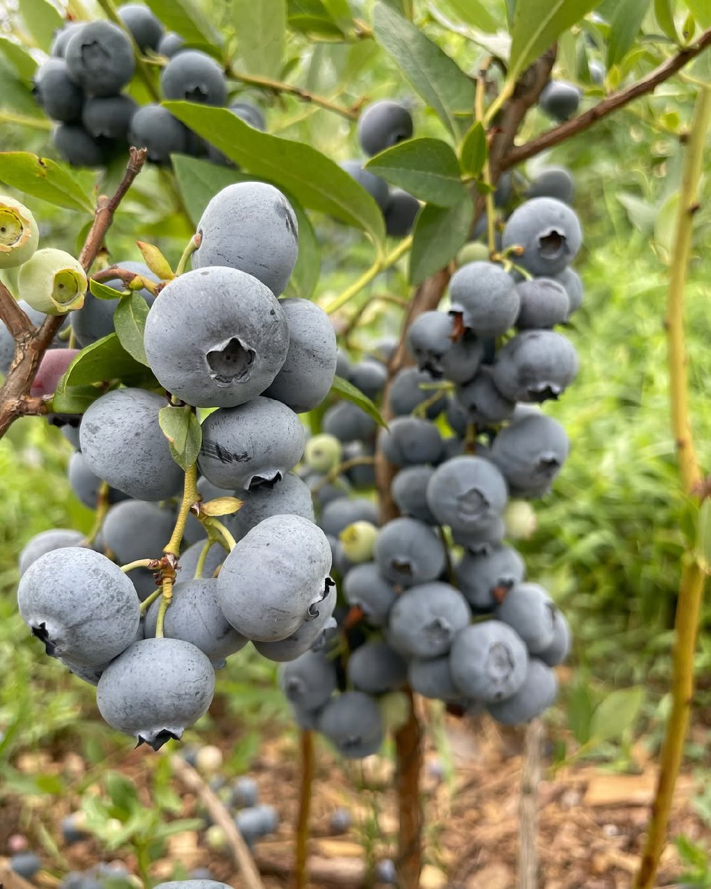 فروش نهال بلوبری