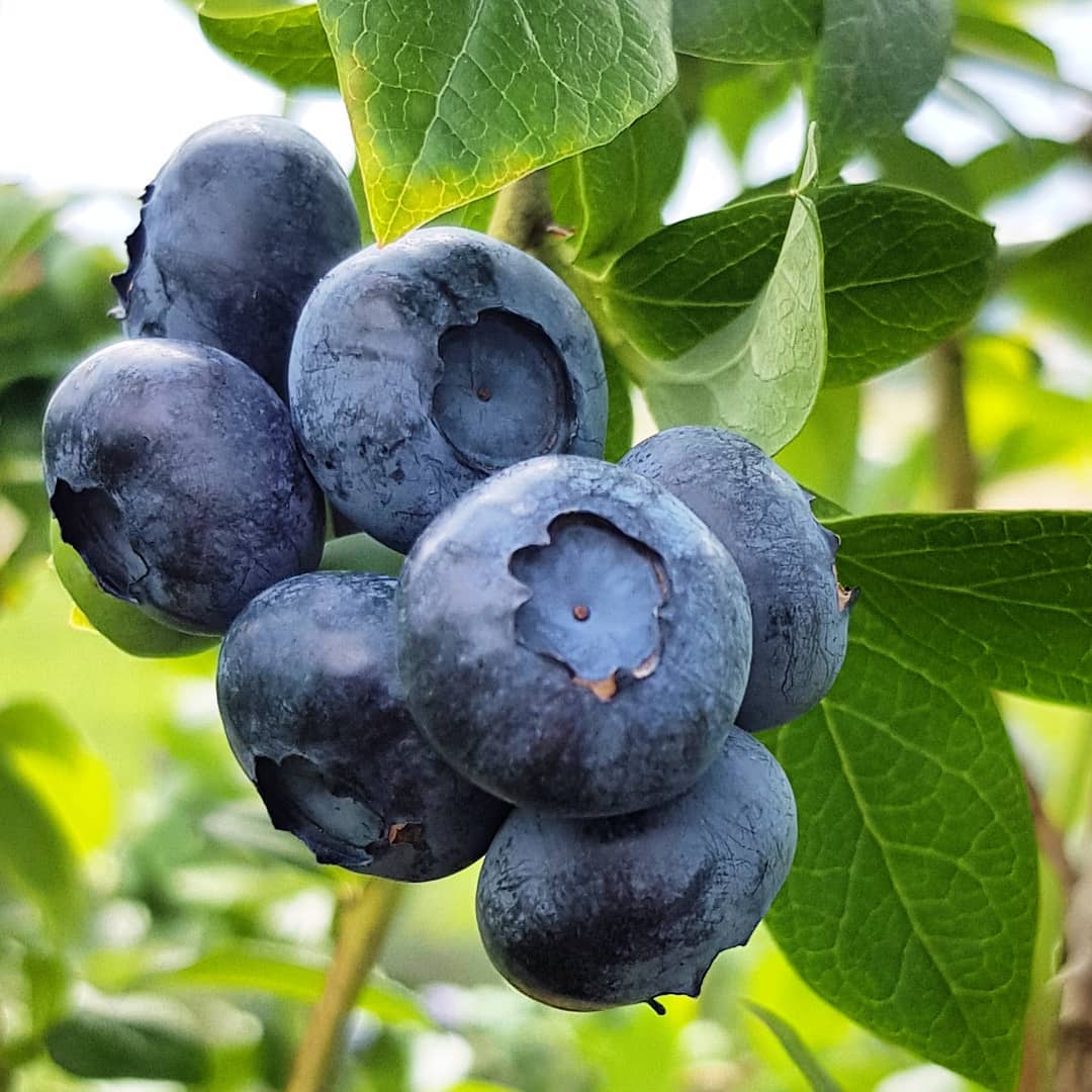 خرید بلوبری تازه