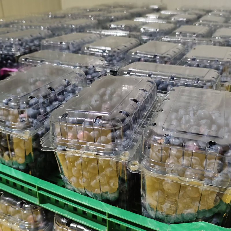 فروش عمده بلوبری ایرانی