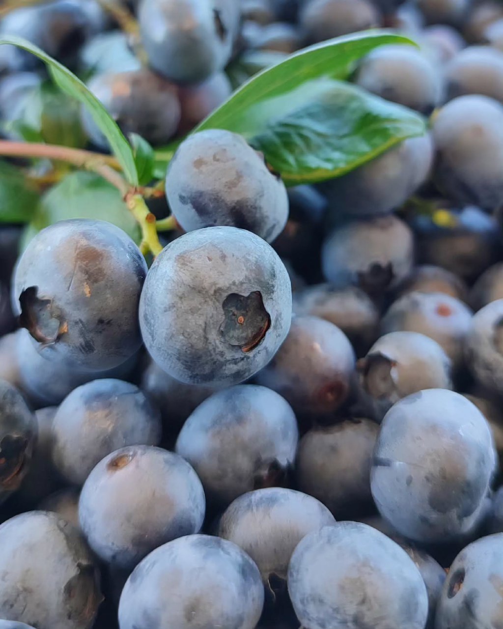 نهال بلوبری دوساله