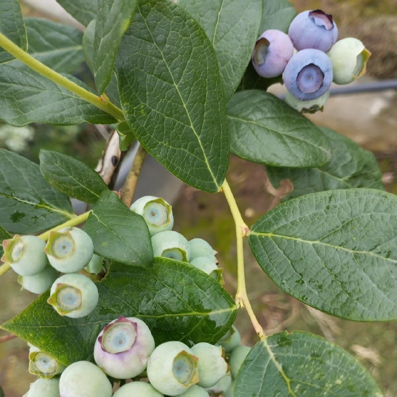 فروش نهال بلوبری دوساله