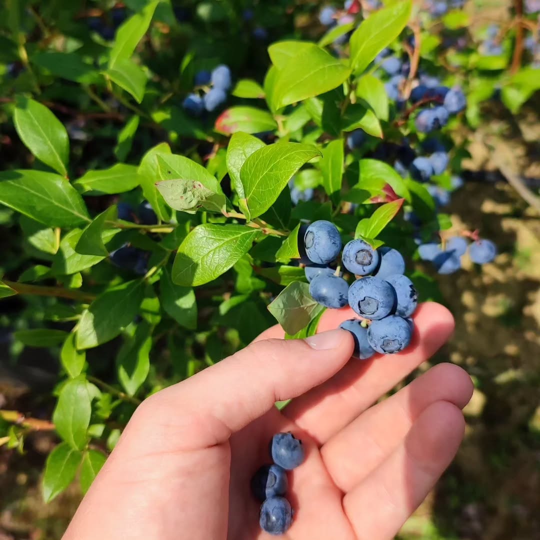 خرید نهال بلوبری