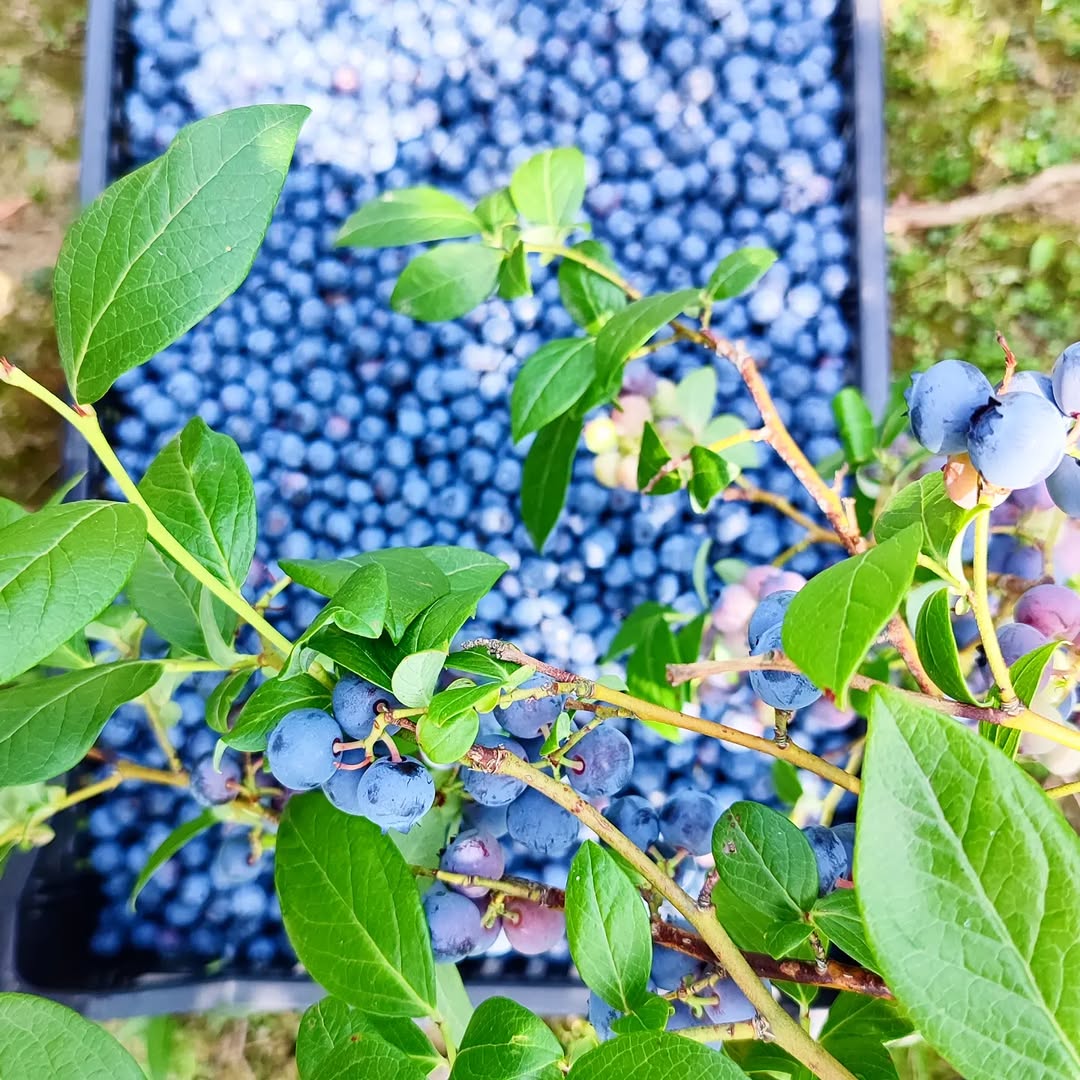 فروش بلوبری جامبو