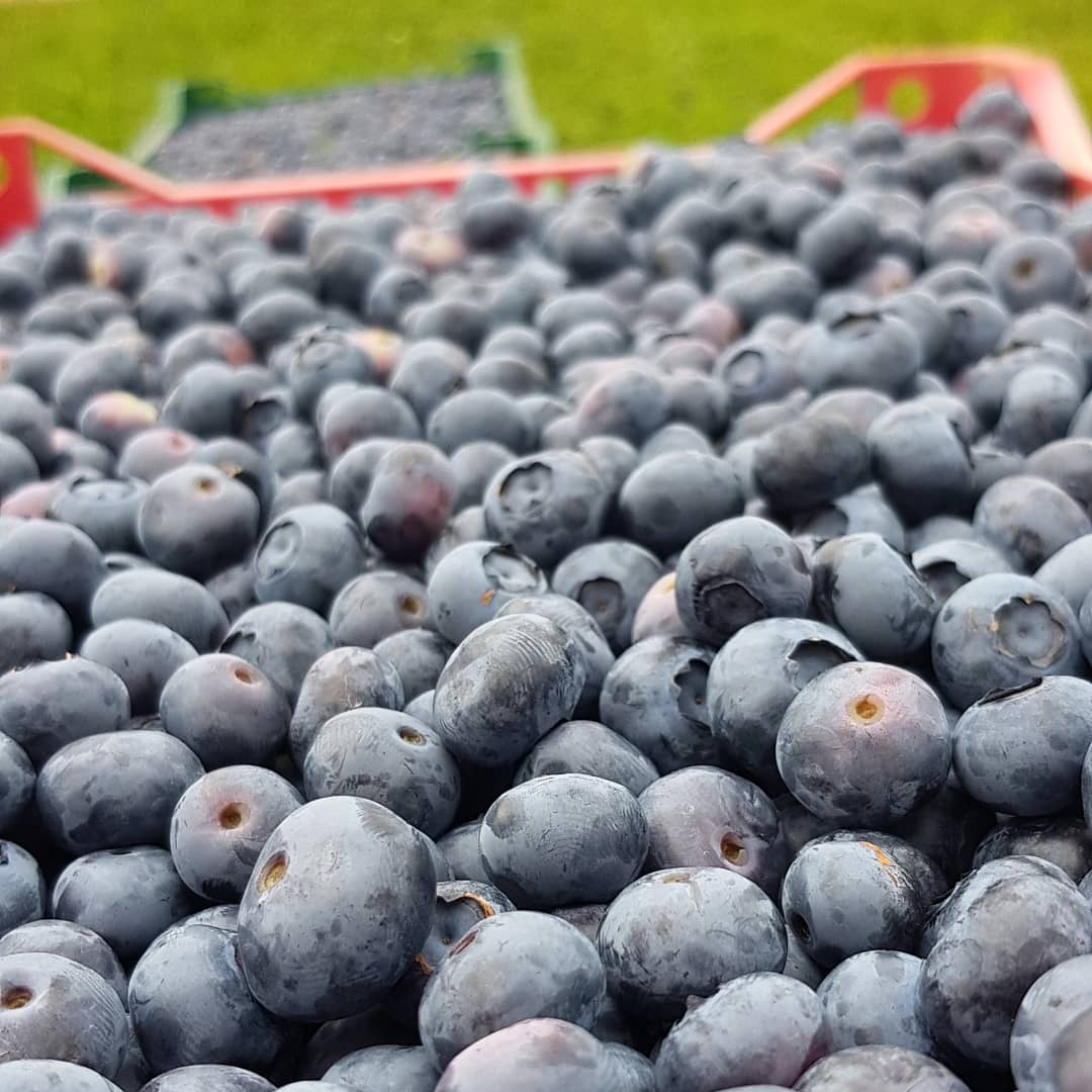 فروش بلوبری عمده