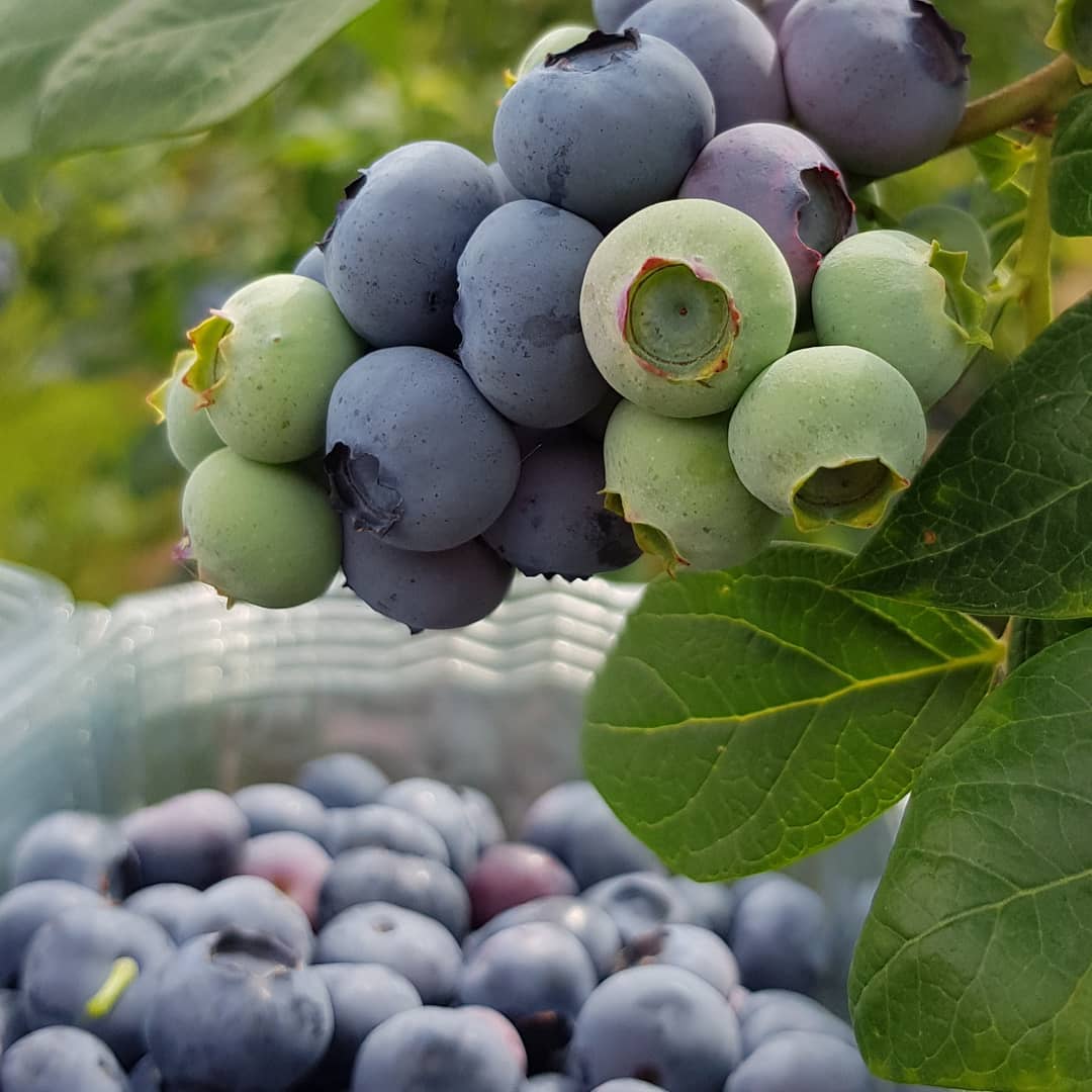 قیمت نهال بلوبری