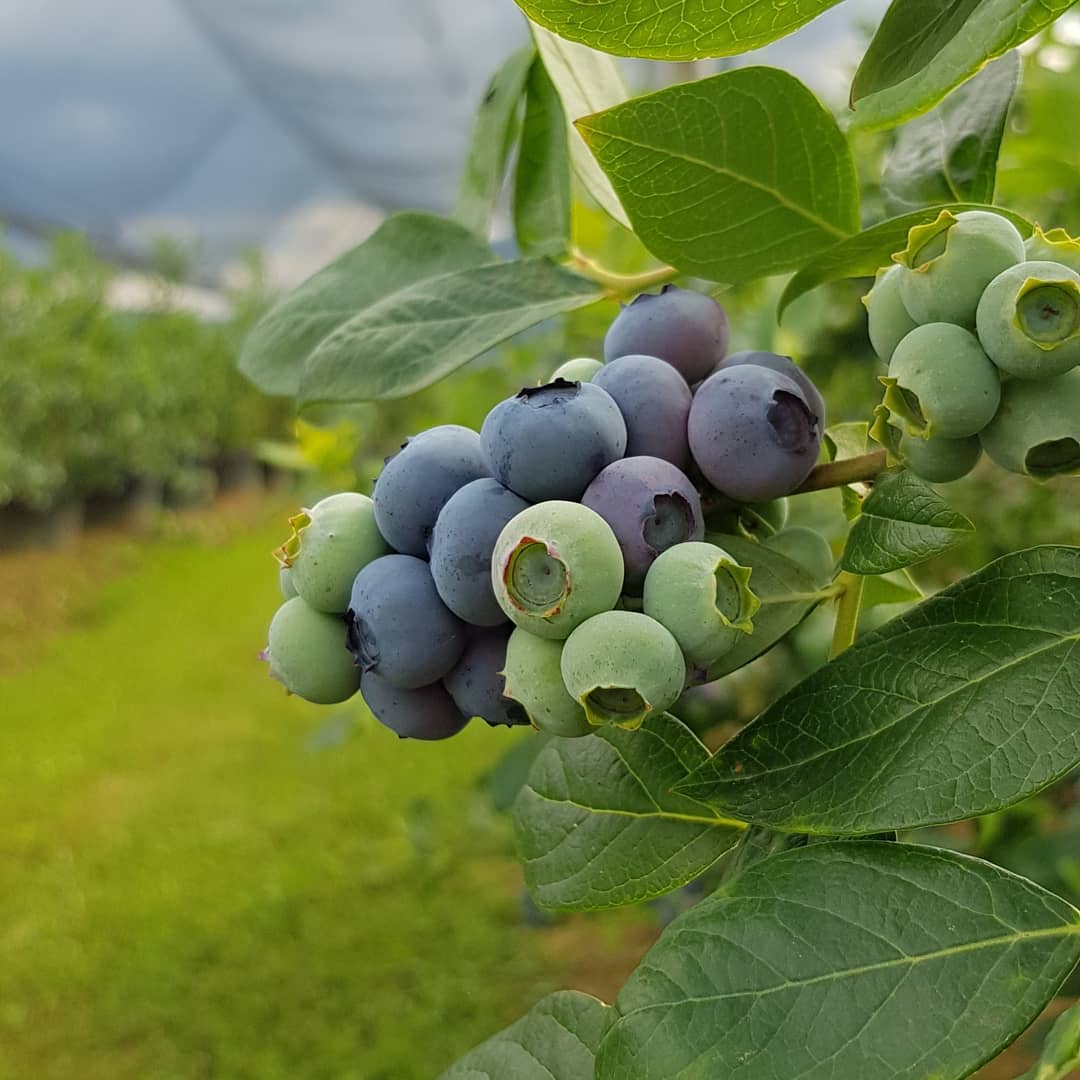 قیمت نهال بلوبری دوساله