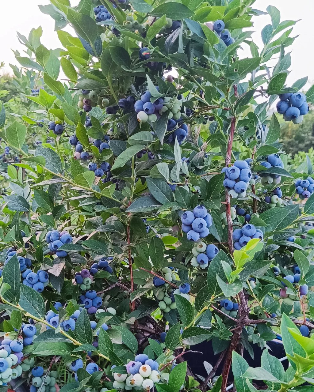 خرید اینترنتی بلوبری شمال