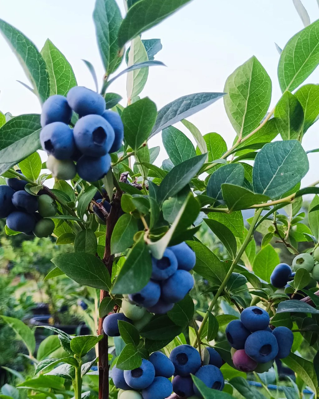 خرید بلوبری تازه