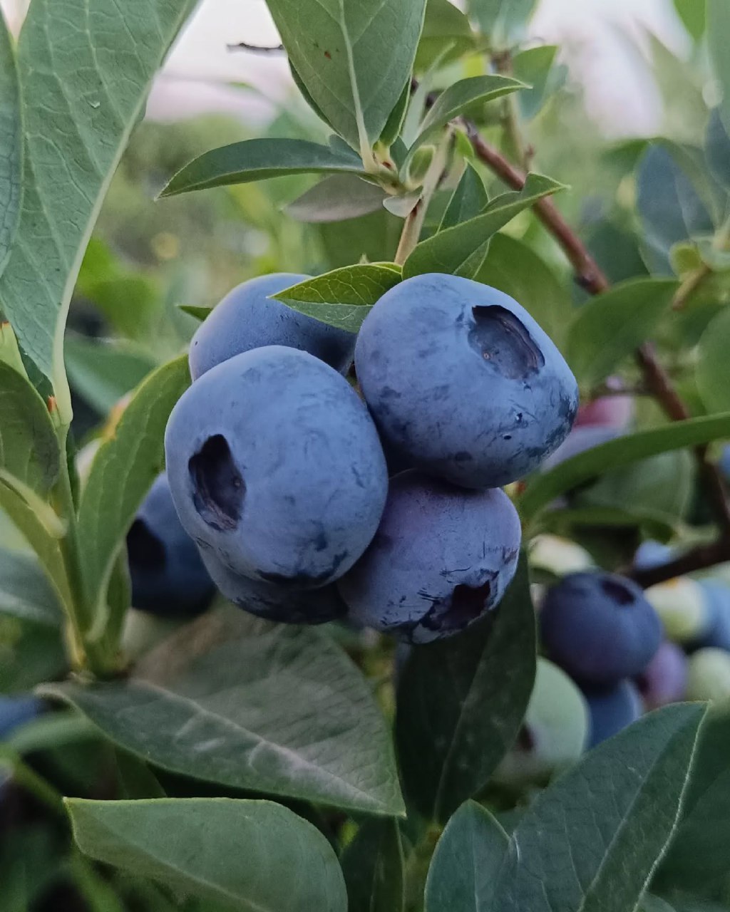 خرید بلوبری جامبو