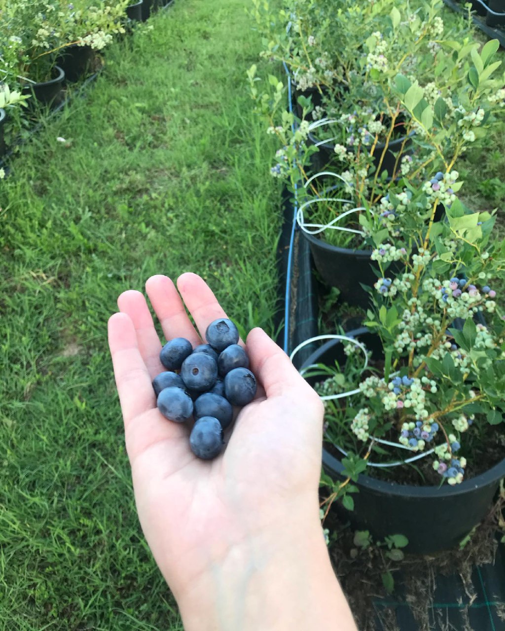 پخش بلوبری ایرانی