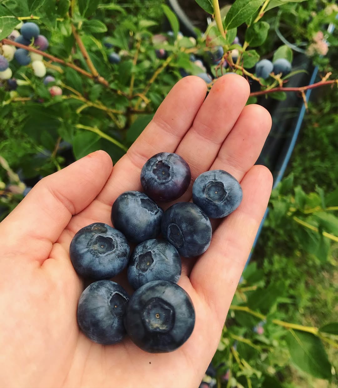 پخش عمده بلوبری