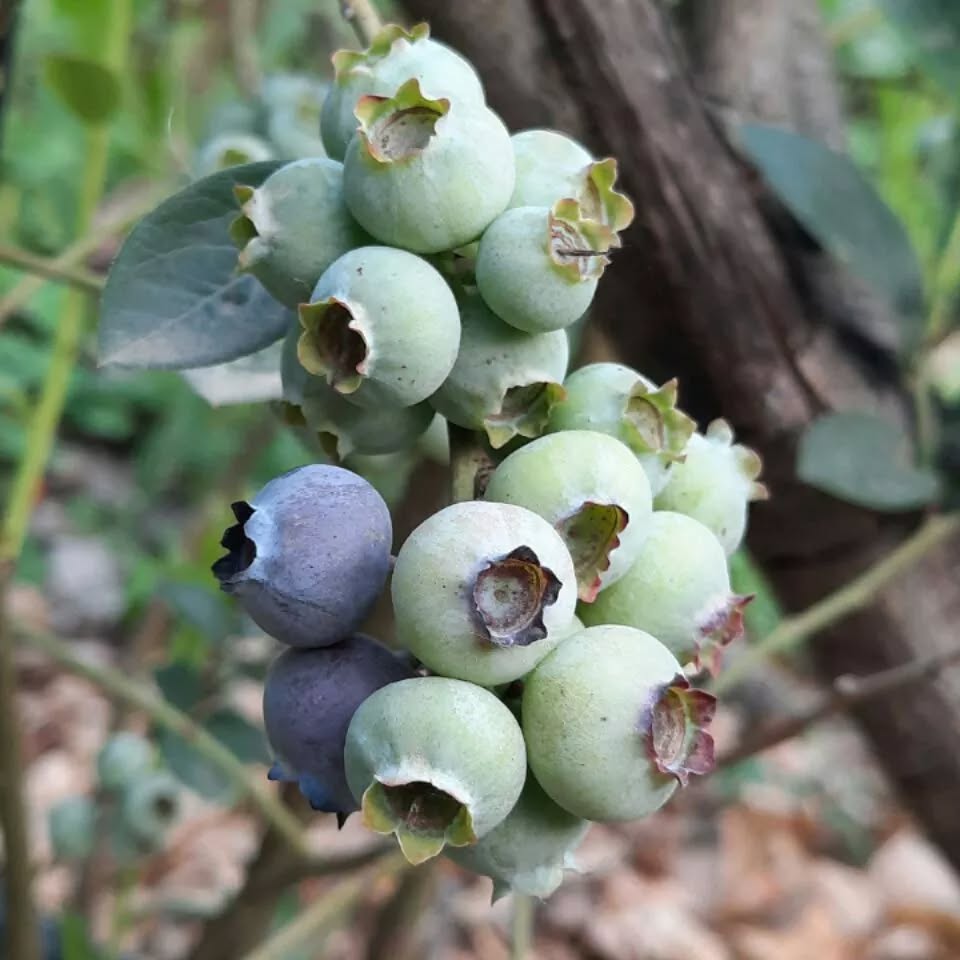 خرید نهال بلوبری یکساله