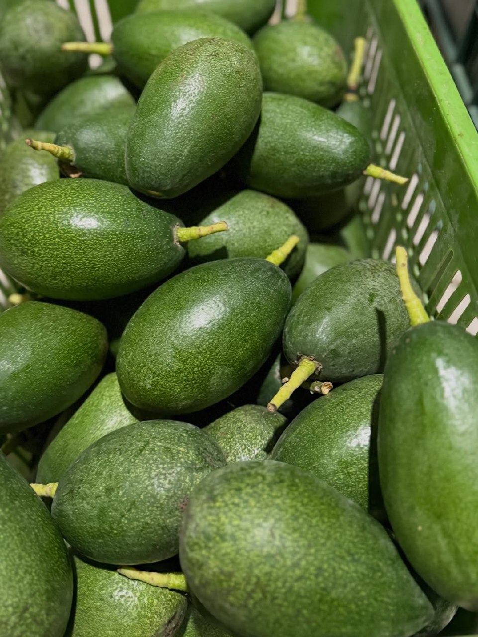 فروش آووکادو زوتانو