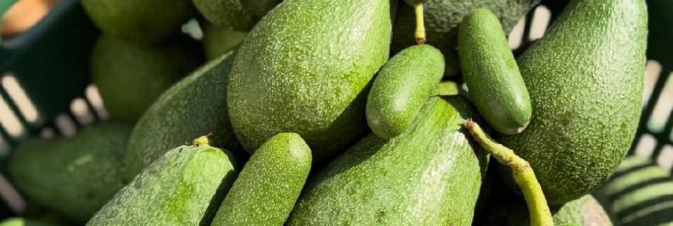 خرید اینترنتی آووکادو