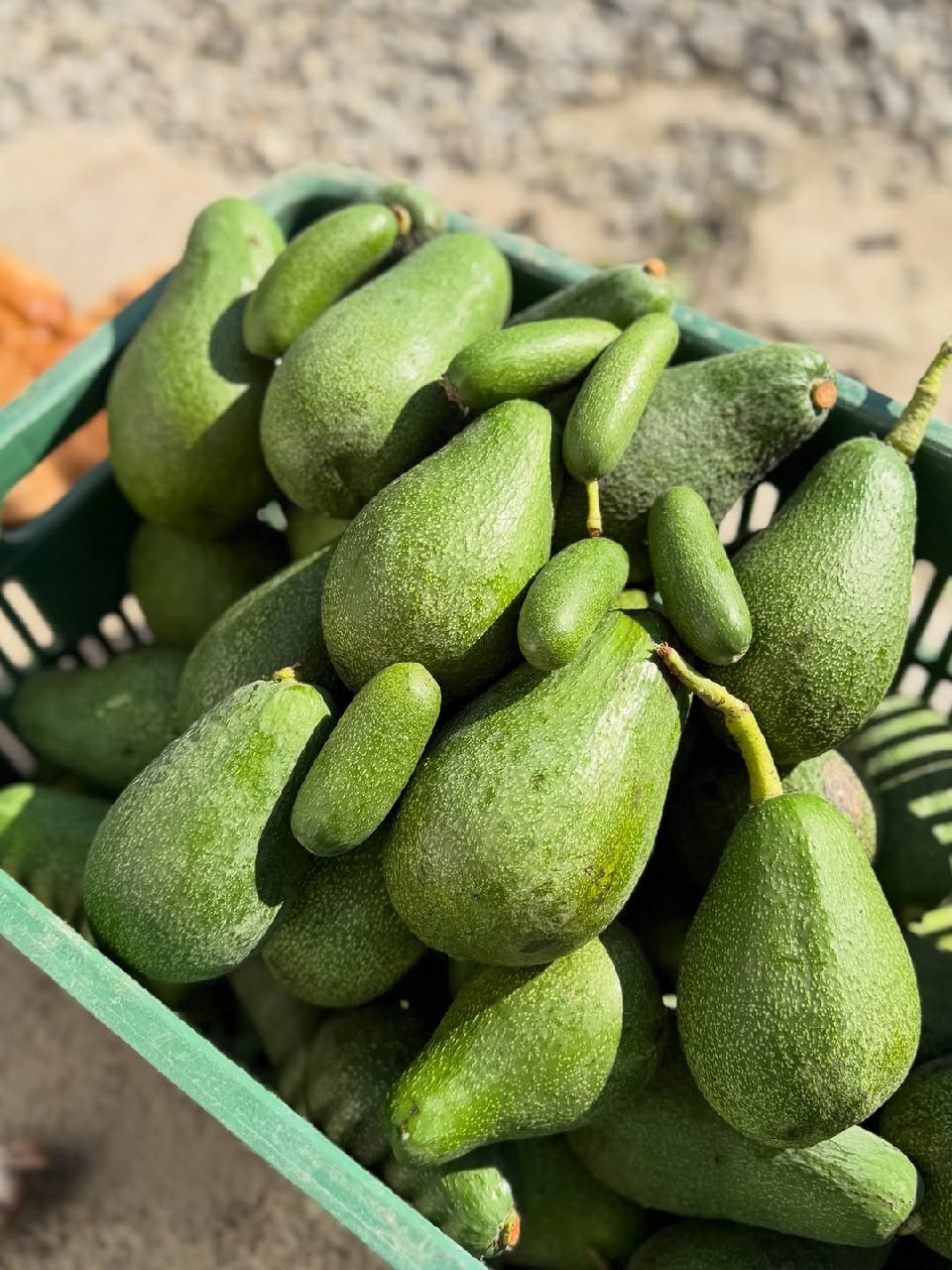 آووکادو ایرانی