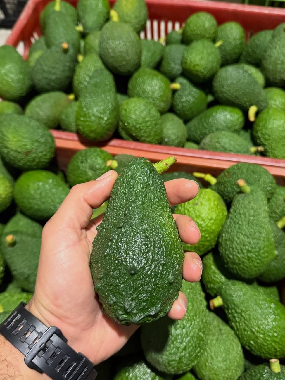 خرید اینترنتی آووکادو