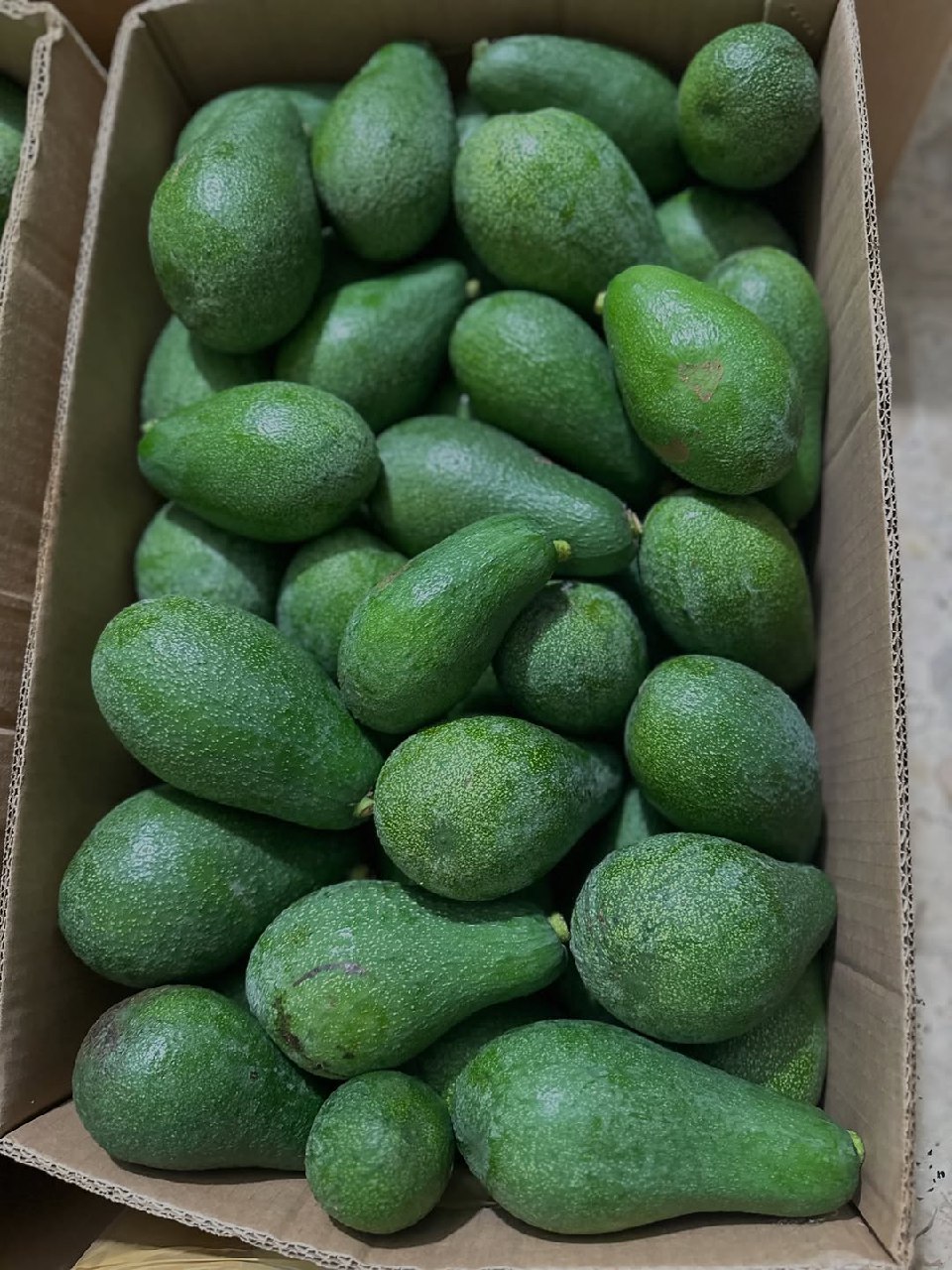 خرید آووکادو