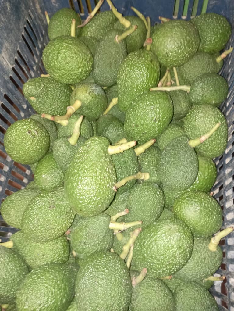 فروش عمده آووکادو