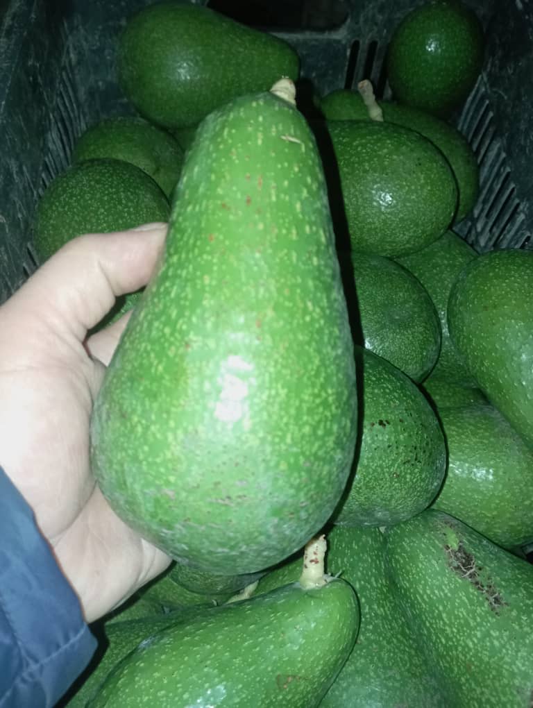 خرید نهال آووکادو پیوندی