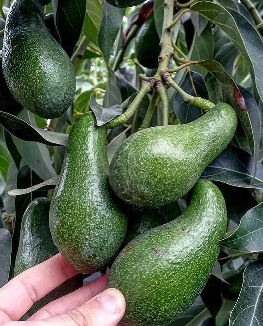 پخش نهال آووکادو شمال