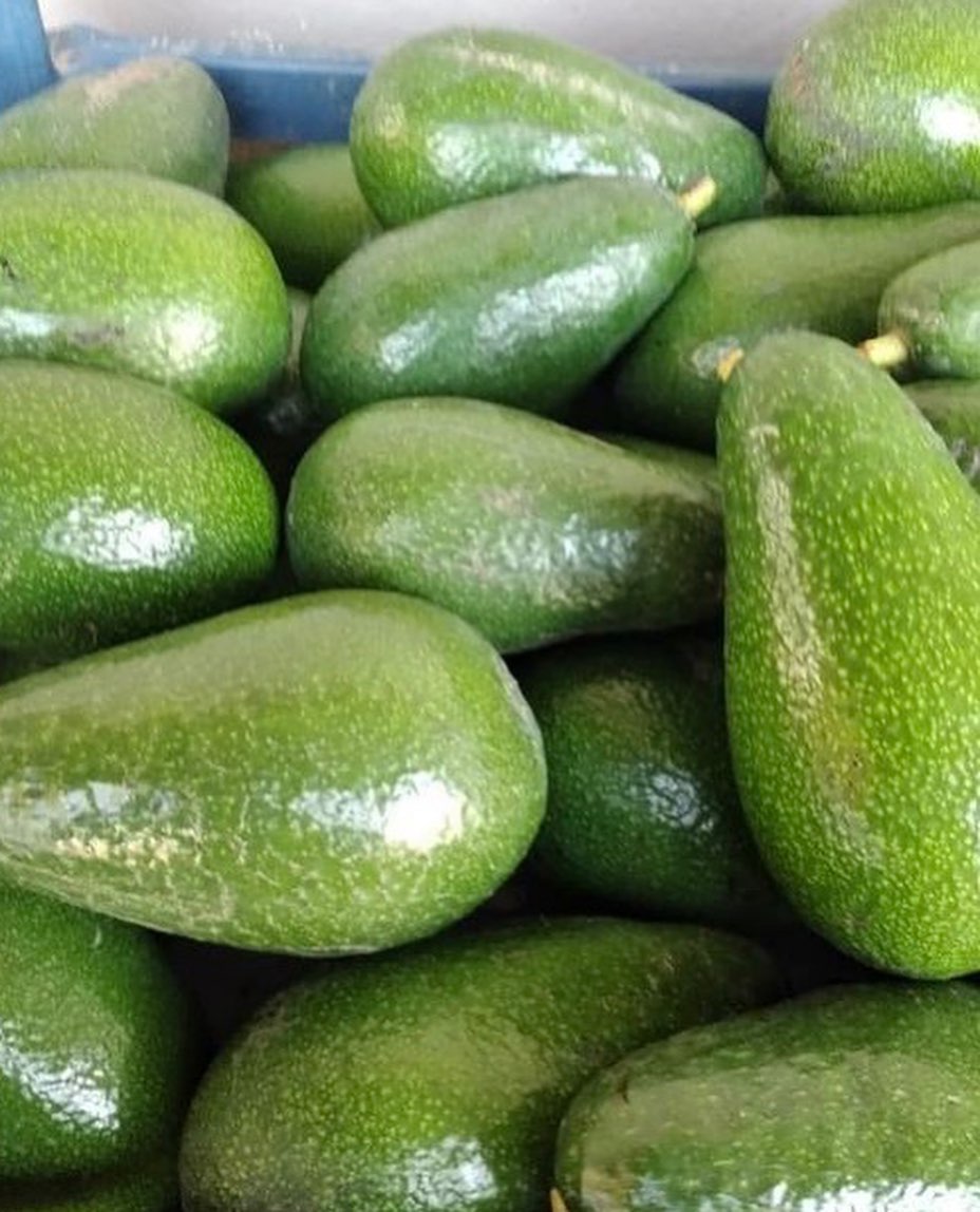 فروش عمده آووکادو