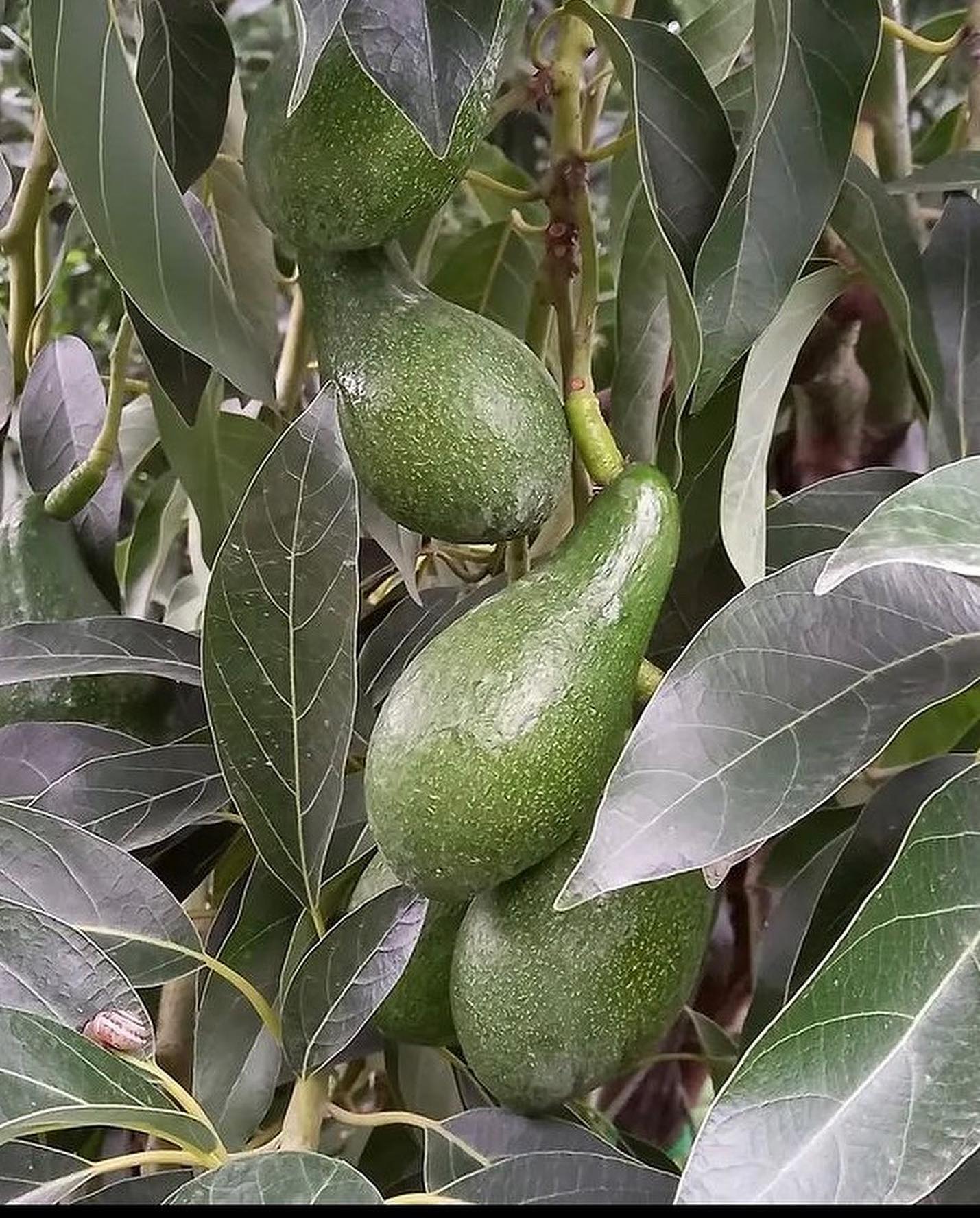 فروش نهال آووکادو