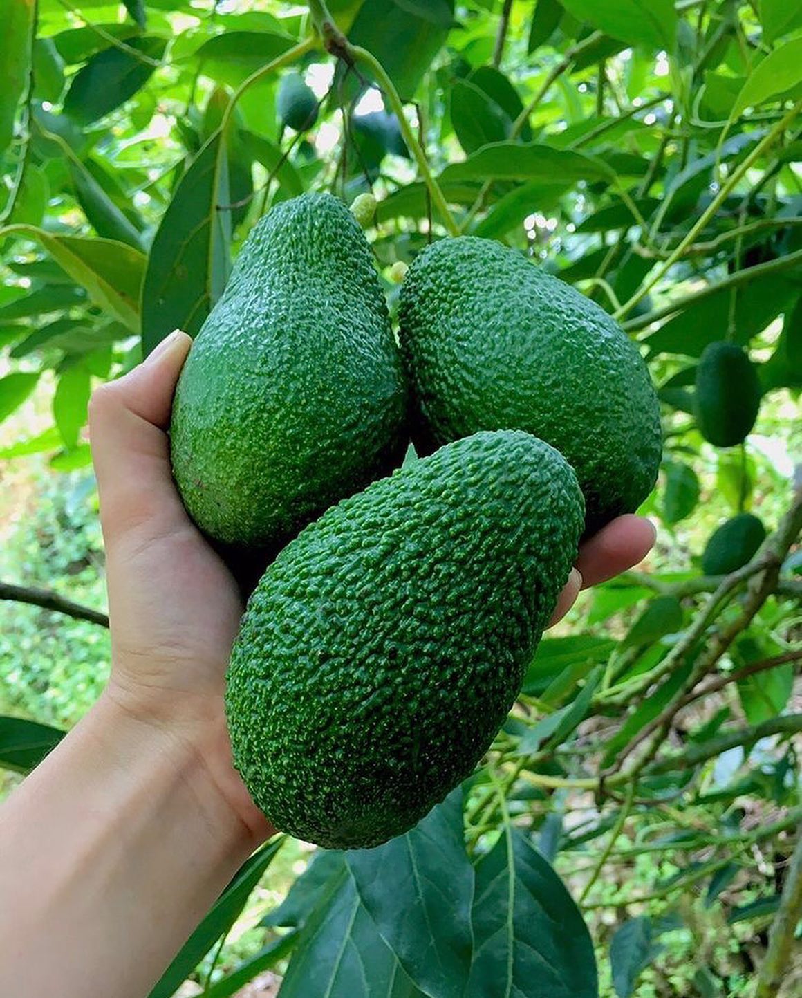 فروش عمده نهال اووکادو هس