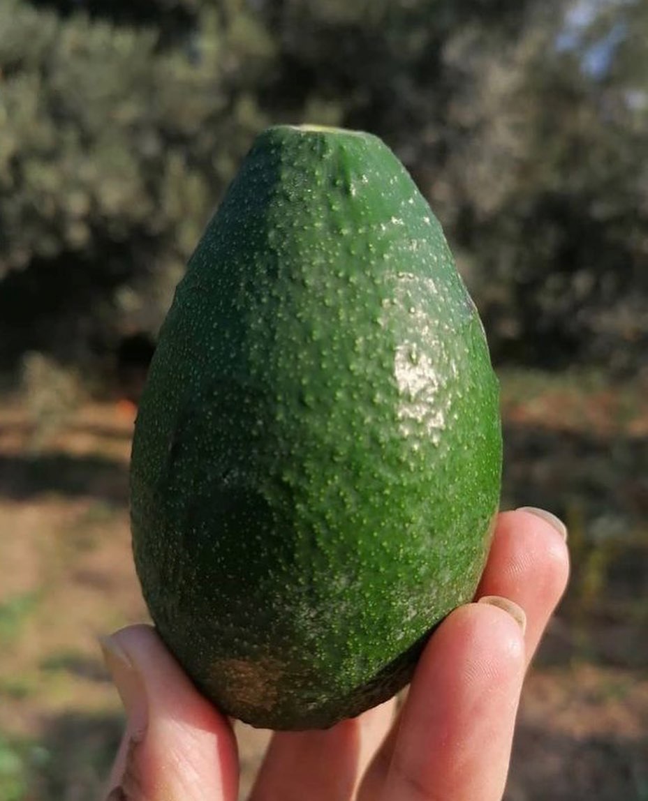 خرید آووکادو