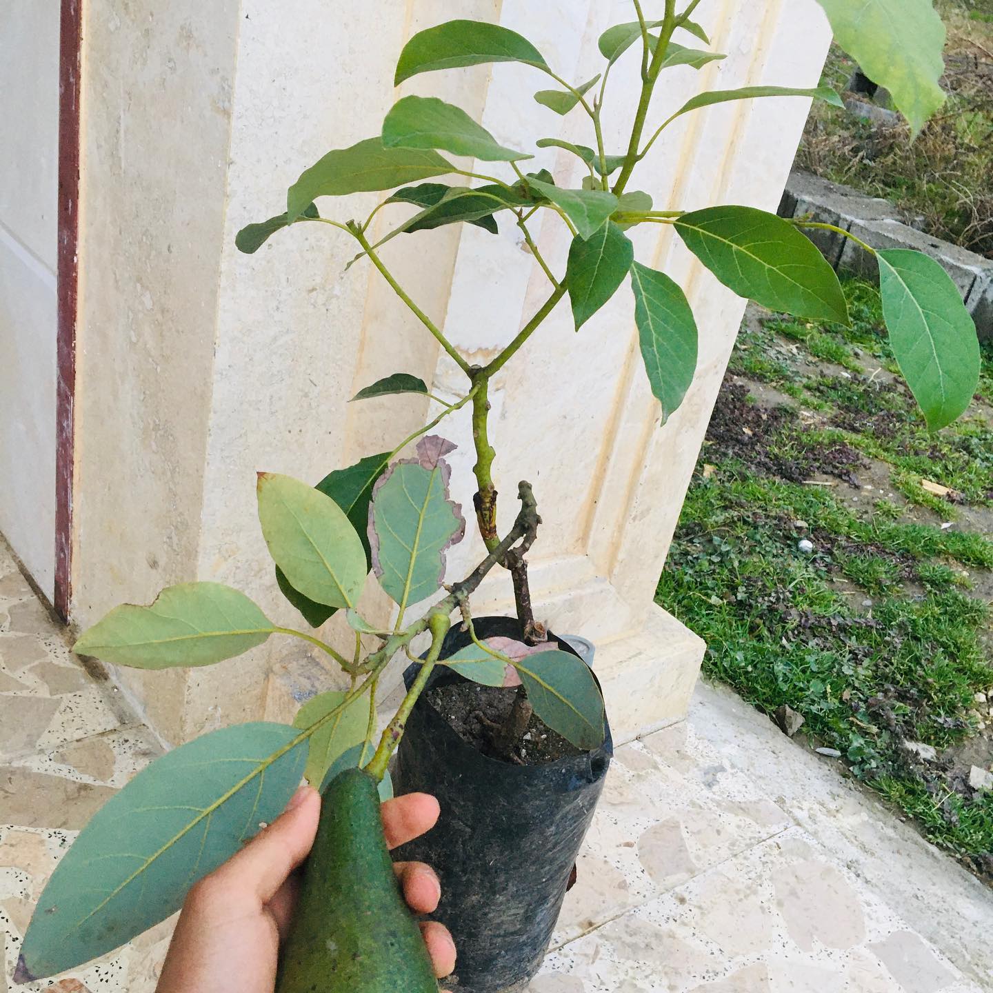 فروش نهال آووکادو پیوندی