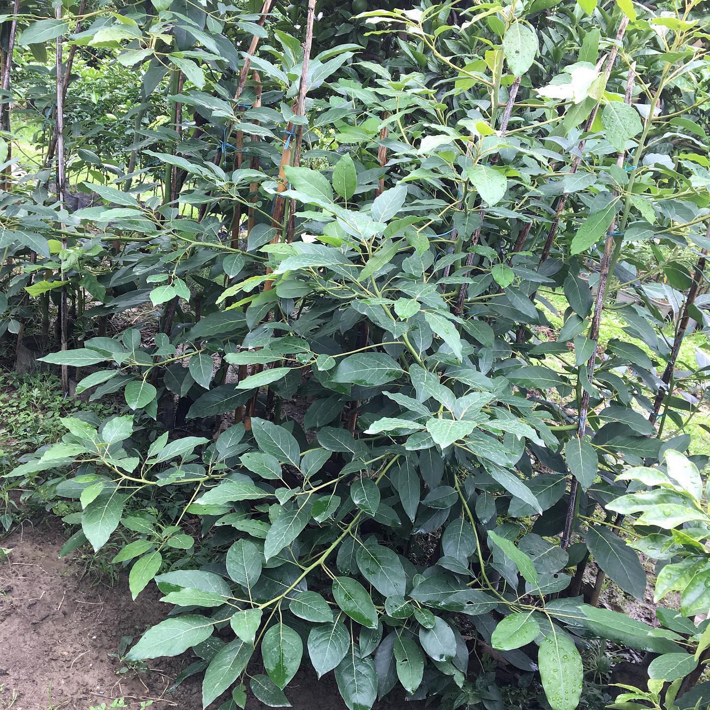 فروش عمده نهال اووکادو هس