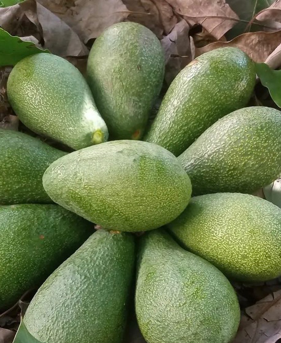 فروش آووکادو تازه