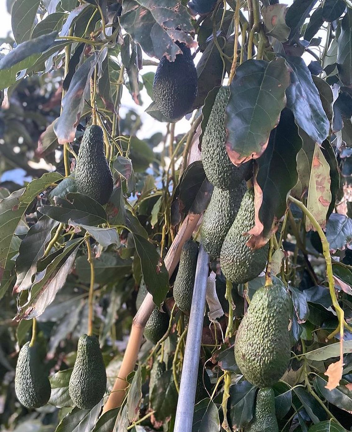 خرید عمده نهال آووکادو