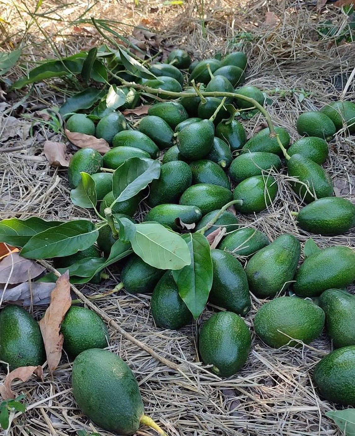 خرید نهال آووکادو هس