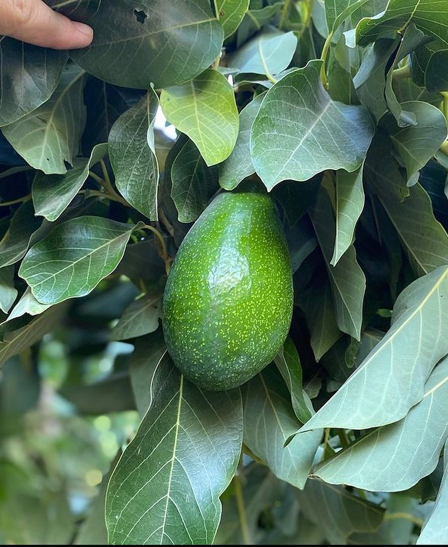 خرید نهال آووکادو