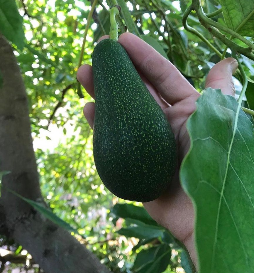 قیمت نهال آووکادو