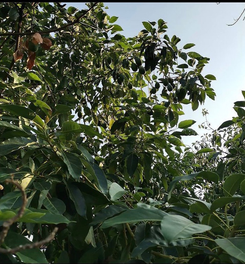 فروش عمده اووکادو