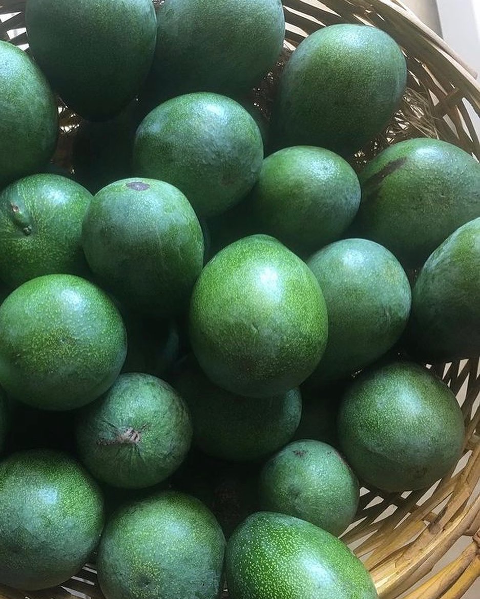 فروش عمده آووکادو