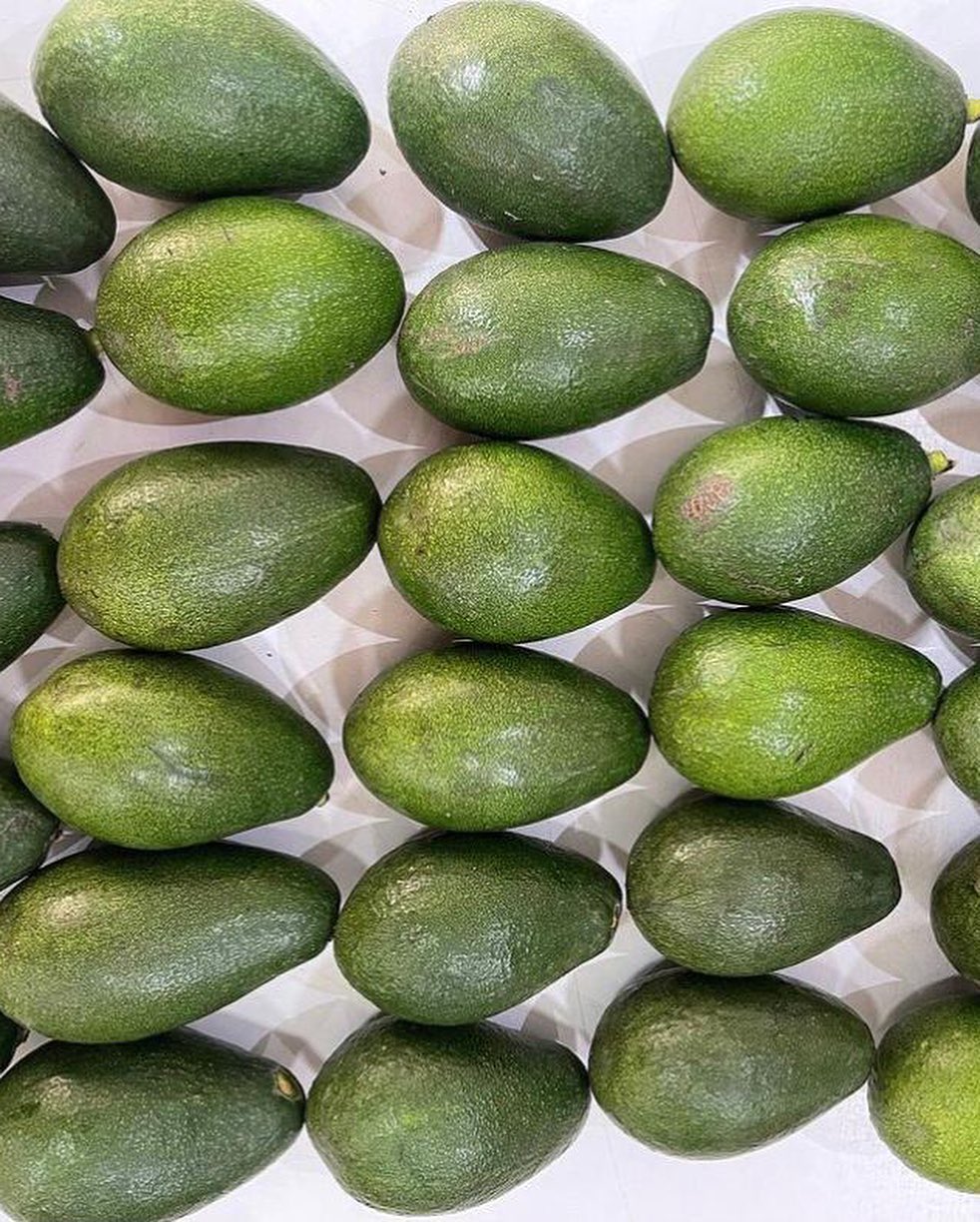 فروش میوه آووکادو
