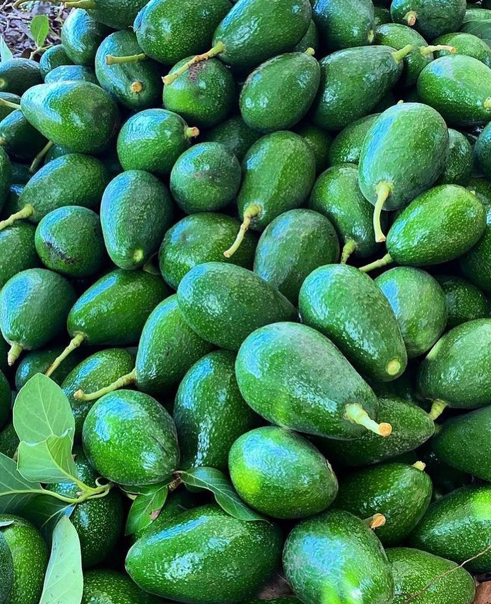 فروش عمده میوه آووکادو