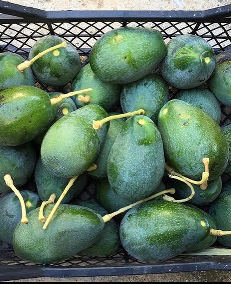 فروش عمده آووکادو