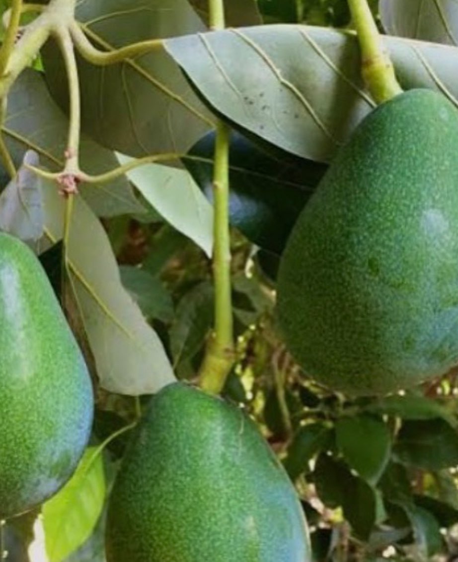 قیمت نهال آووکادو فورته