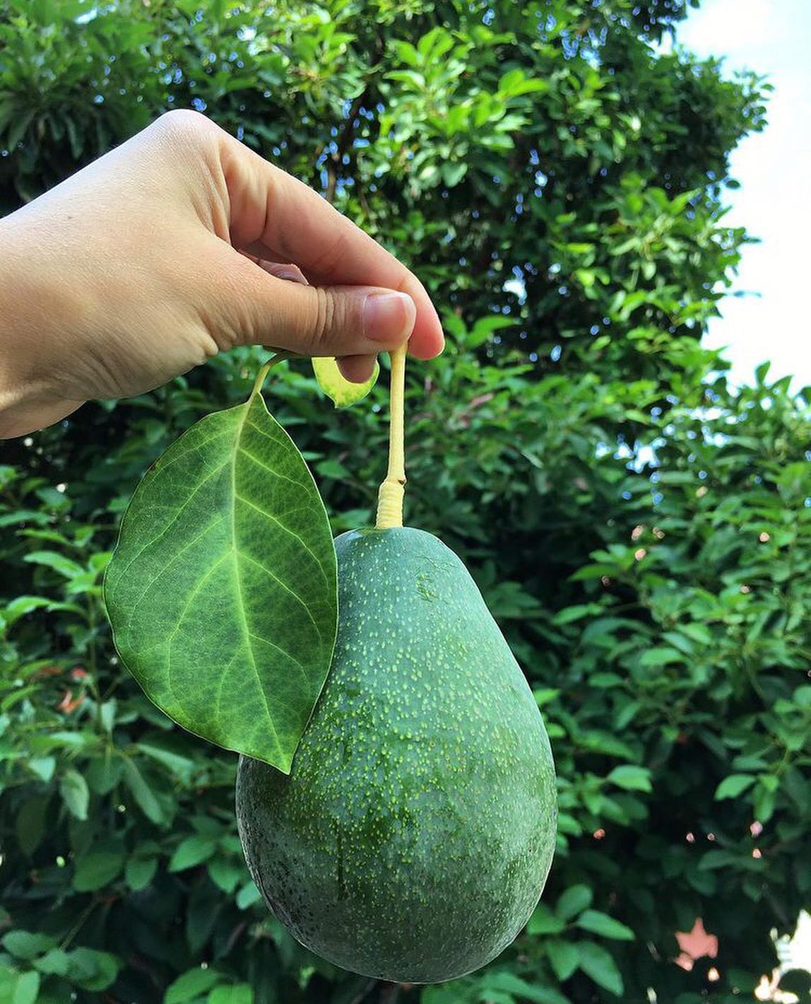 فروش عمده آووکادو ایرانی