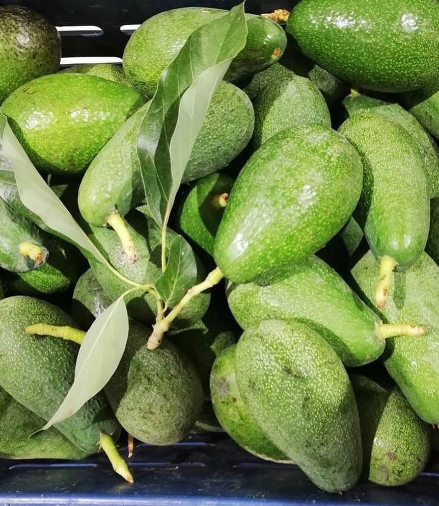 فروش نهال آووکادو 