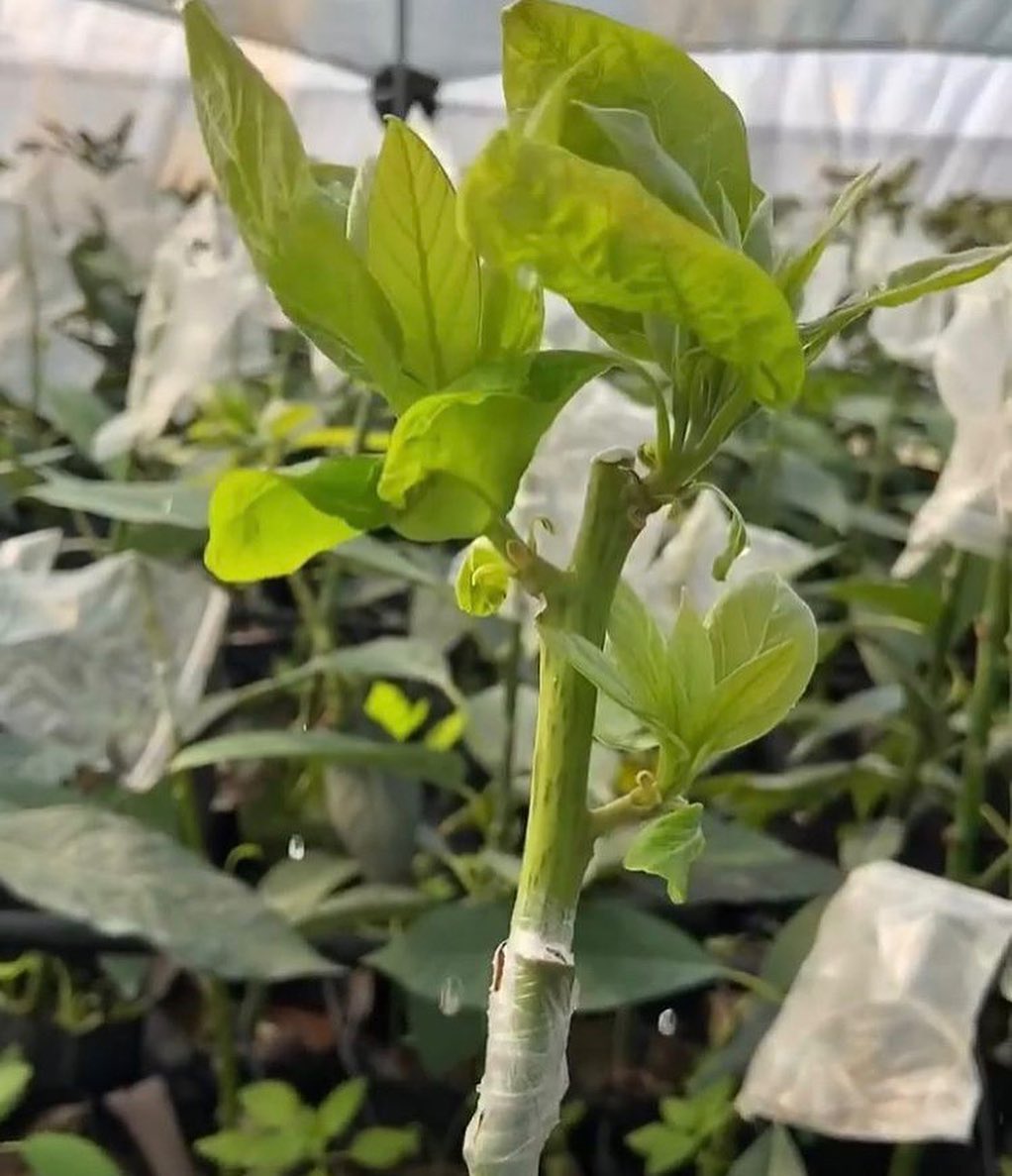 فروش عمده نهال آووکادو پیوندی