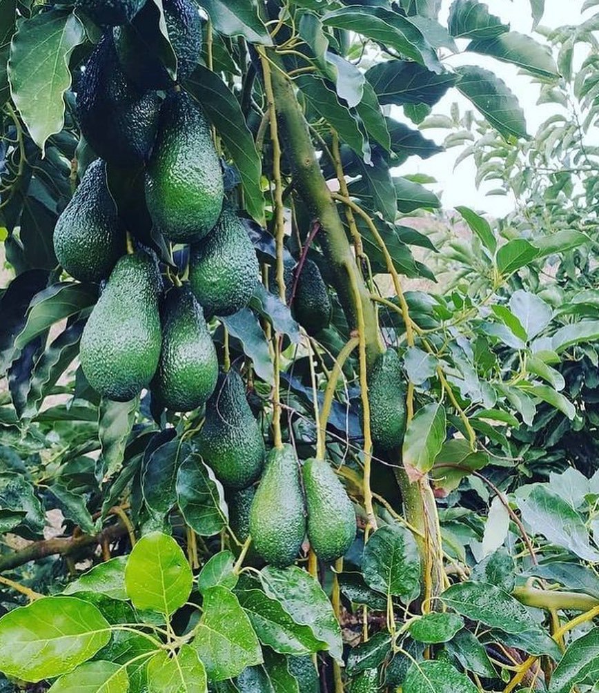 قیمت نهال آووکادو