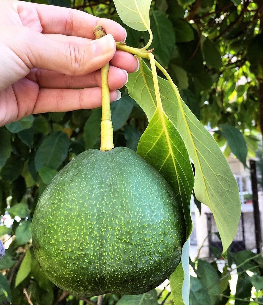 فروش نهال آووکادو