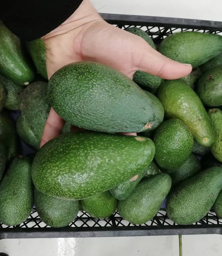 خرید عمده میوه آووکادو